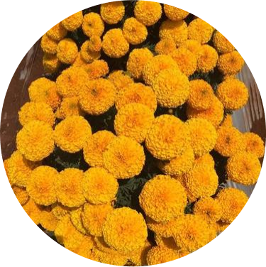 Marigold F1 - Sunball